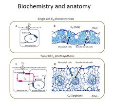 two diagrams showing the different stages of photosynathsism and an image of what is