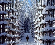 a person walking down a snow covered path between two rows of tall wooden structures with trees in the background