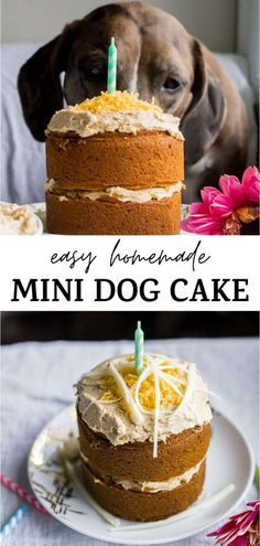 a dog is looking at a birthday cake with candles on it and the words happy dog birthday cake written in white