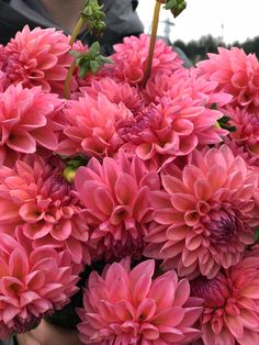 a person holding a bunch of pink flowers