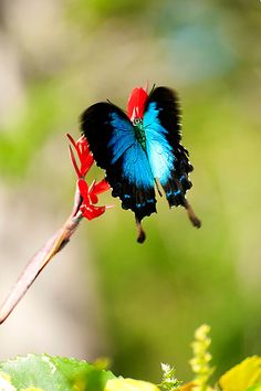 a blue and black butterfly flying over a red flower