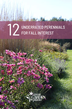 purple flowers in the grass with text overlay that reads 12 underrated perennials for fall interest