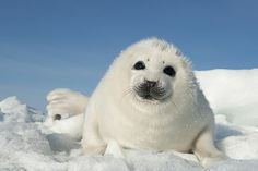 Harp Seal Pup, Sea Life Painting, White Seal, Animal Funny