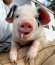 a pig sticking its tongue out while sitting on someone's lap in front of a house