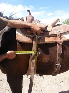 a man measuring the length of a horse's bridle