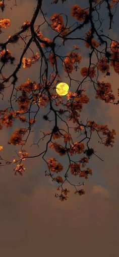 the full moon is seen through the branches of a tree