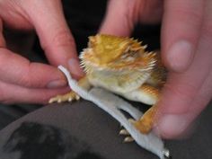 a small lizard is being petted by someone