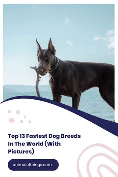 Can you name the top ten fastest Dog Breeds? Some species are simple to identify, while others will delight you.