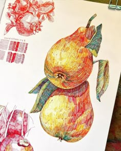 a drawing of an apple and pear on a piece of paper with colored pencils