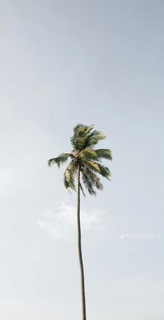 a tall palm tree sitting on top of a lush green field