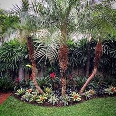 some palm trees and other tropical plants in a garden