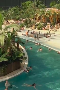 many people are swimming in the pool with palm trees and other tropical plants around them