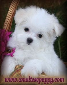 a small white puppy sitting in a basket with pink flowers on it's side