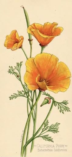 three yellow flowers on a white background with green stems in the foreground and an orange flower to the right