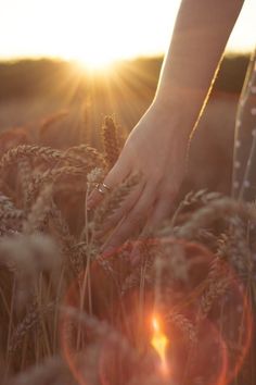 a person's hand reaching for some grain in a field