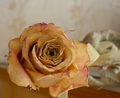 a close up of a flower in a vase