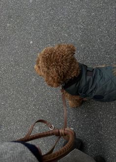 a brown dog wearing a coat and leash standing next to a persons feet on the sidewalk