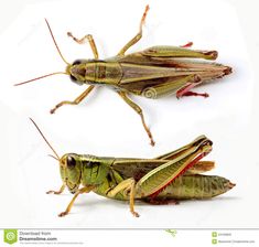 two grasshoppers are standing next to each other