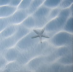 a starfish swimming in the ocean water