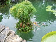 a pond filled with lots of water and plants