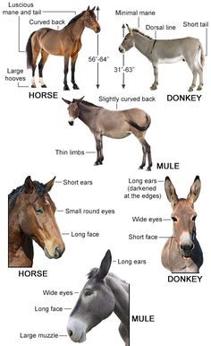 the different types of horses are shown in this diagram, with their names and description