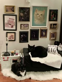 two cats laying on top of a black couch in front of pictures and photos hanging on the wall