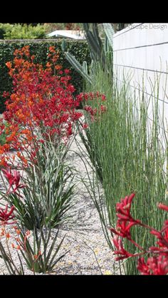 some red flowers and green plants in a garden by a building with a white wall