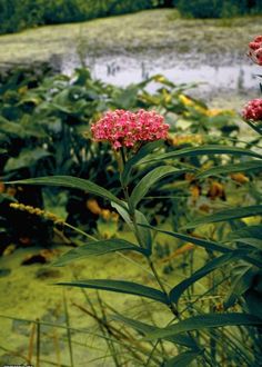 some pink flowers and green plants near water