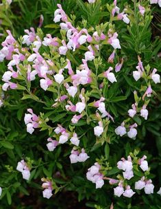 small white and pink flowers growing on top of green leaves in the garden, closeup