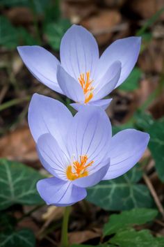 two blue flowers with yellow stamens in the foreground and green leaves on the ground