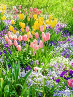 many different colored tulips and other flowers in a garden