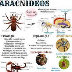 the different types of bugs in spanish