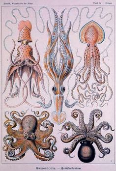 an old book with different types of octopuses