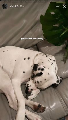 a dalmatian dog laying on top of a couch next to a green plant