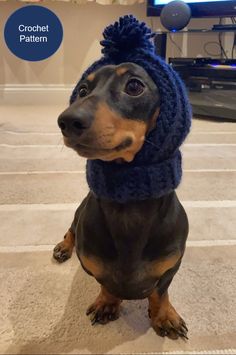 a small dog wearing a blue hat and scarf