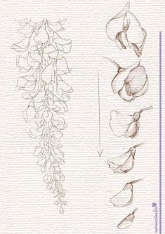 some drawings of flowers and leaves on paper