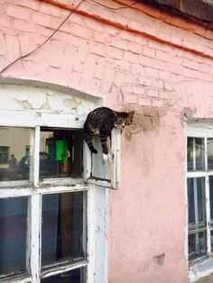 a cat sitting on top of a window sill in front of a pink building