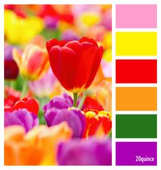 an image of colorful tulips with the color scheme in red, yellow, and purple