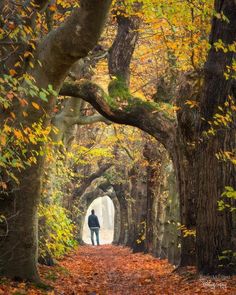 a man standing in the middle of an alley with trees and leaves on both sides