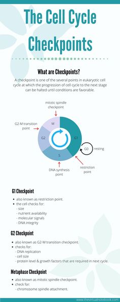 the cell cycle checkpoints info sheet