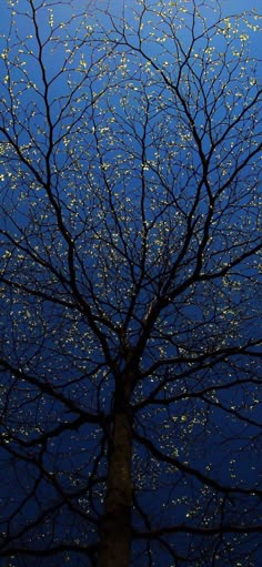 a tree with no leaves in front of a blue sky filled with white and yellow speckles