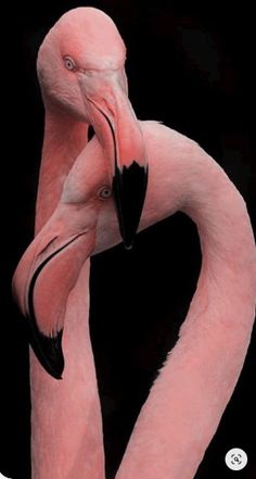 Flamingo Pictures, Flamingo Bird, Pink Bird, Exotic Birds, Pretty Birds, Colorful Birds, Funny Animal, Pink Flamingos