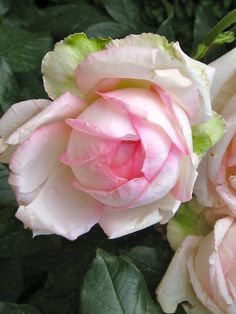 two pink roses with green leaves in the background