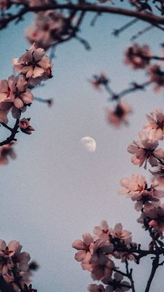 the moon is seen through some pink blossoms on a tree in front of a blue sky