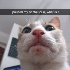 a cat looking up at the camera with a caption that reads, i paused my mental for u, what is it?