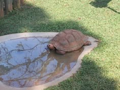 a tortoise laying on top of a pool of water in the grass next to a fence