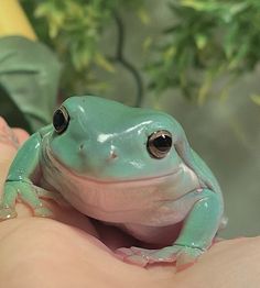 a small green frog sitting on top of a persons hand