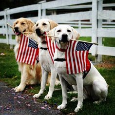 three dogs with american flags on their leashes