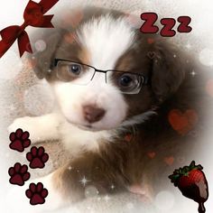 a puppy wearing glasses with hearts and paw prints