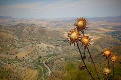 the sun shines brightly on this plant in the mountainside area, near an overlook point